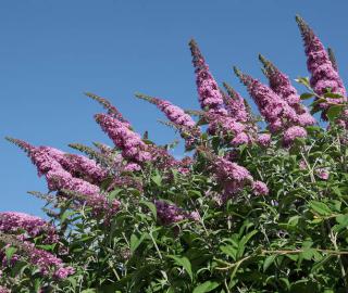 buddleia buddleia
