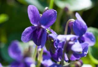 fleurs-hiver fleurs hiver