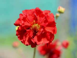 geum-benoite goum benoite