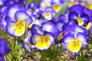 pensee-violette pensee violette fleur hiver