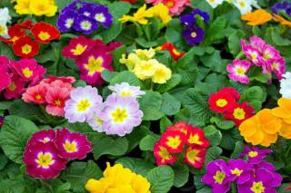 primevere primevere fleur hiver