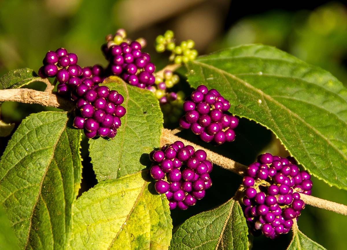 Entretien du callicarpa