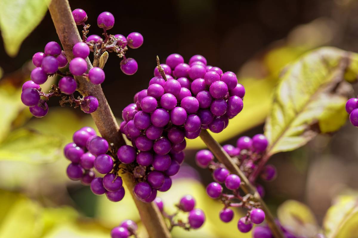 Arbre aux bonbons Callicarpa