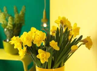bouquet-de-narcisse-au-printemps bouquet de narcisse au printemps