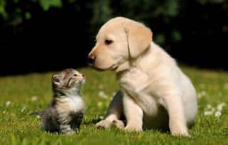 chat-et-chien-budget chat-et-chien-budget