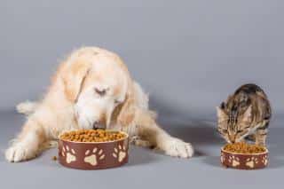 chien-chat-budget-nourriture chien chat budget nourriture