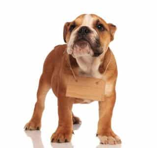 lettre-prenom-chien-annee lettre prenom chien chat signification