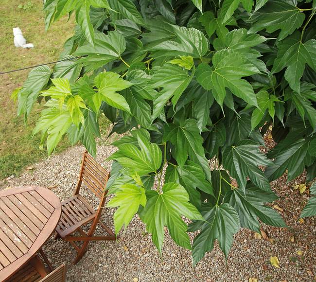 murier-platane Mûrier platane planté en isolé dans un jardin familial