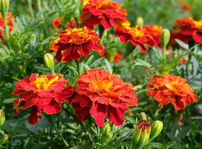 Œillet d'Inde au potager Œillets d'Inde au jardin et au potager