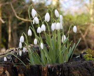 perce-neige perce neige