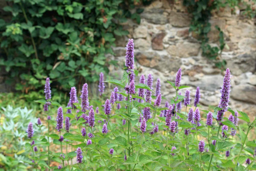 Agastache