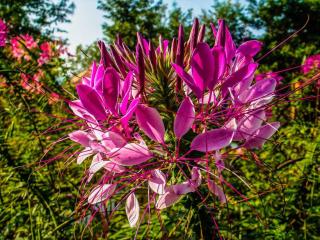 Cleome-spinosa-entretien Cleome spinosa entretien