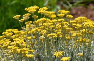 Immortelle-dItalie-en-fleur Utilisation Immortelle d'Italie