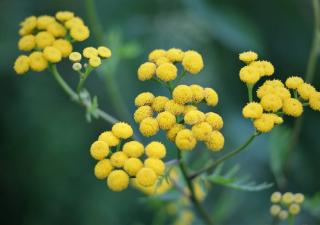 Immortelle d'Italie - plante a curry Immortelle d'Italie - plante a curry