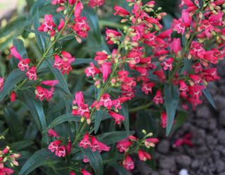 Penstemon Penstemon