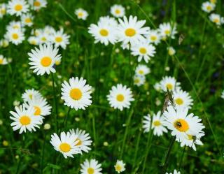 marguerites marguerites fleurs