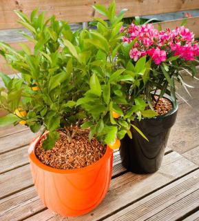paillage-plante-en-pot paillage plante en pot