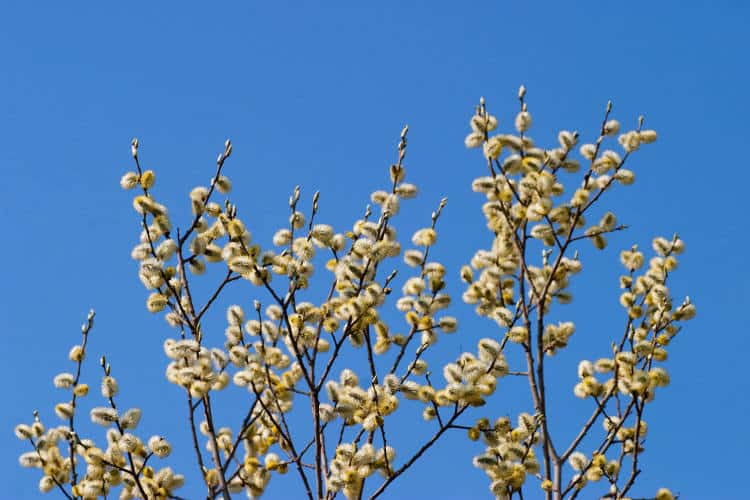 Salix caprea - Saule marsault