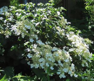 Schizophragma-hydrangeoides Schizophragma hydrangeoides