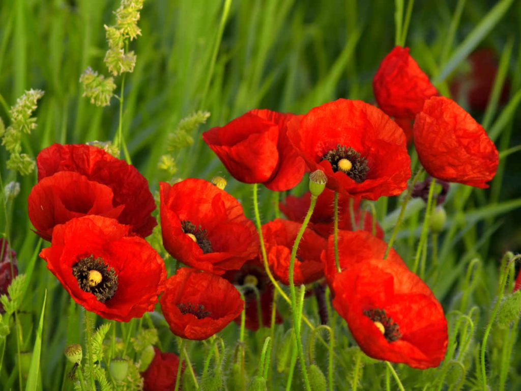 coquelicot