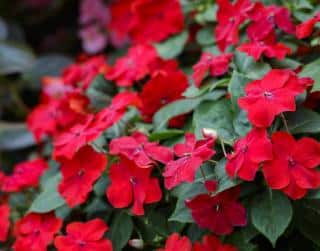 impatiens fleur