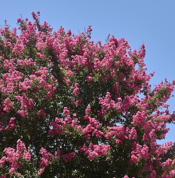 Les panicules dressées s'ouvrent de juillet à octobre, quand presque plus rien ne fleurit.