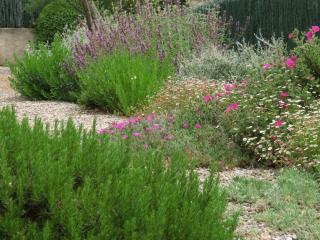 plante-pour-faire-un-jardin-mediterraneen plante pour faire un jardin mediterraneen