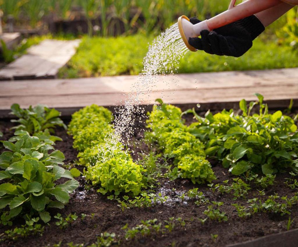 potager-au-carre-enfant