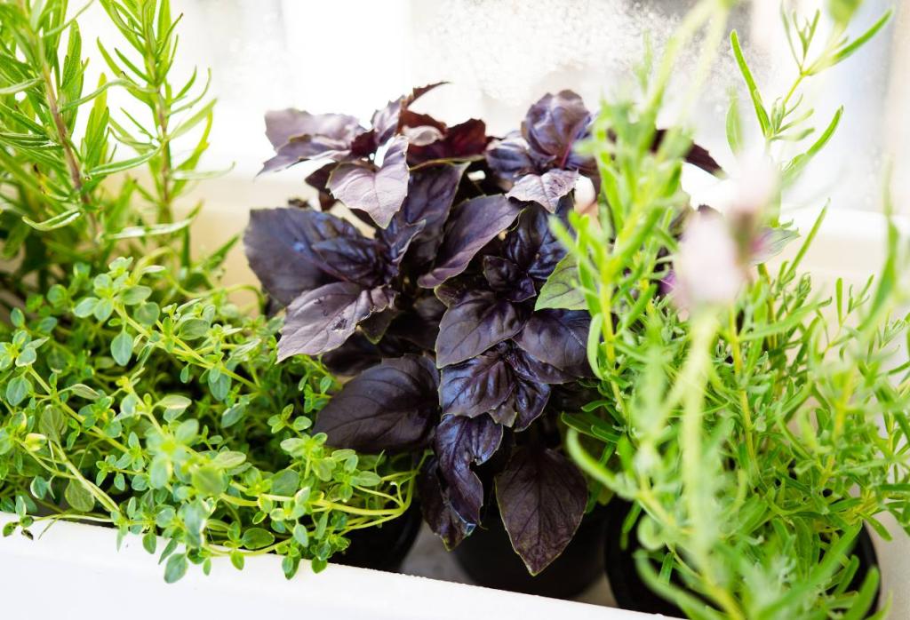 potager en kit pret a pousser