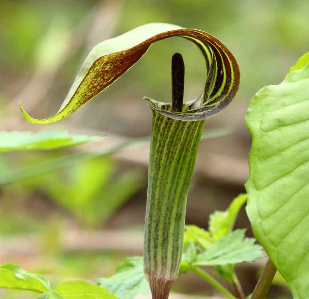Arisema - Arisaema - Ariséme