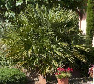 Chamaerops-humilis Chamaerops humilis