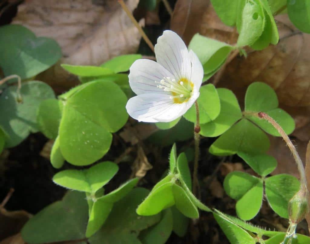 Oxalis-oxalide - Oxalide, oxalis : une jolie plante, parfois envahissante