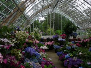 Serre-hortensia-bretagne Serre hortensia bretagne