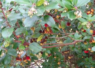 arbutus-unedo-malade tache feuille arbutus unedo