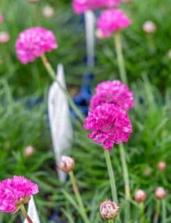 armeria-en-fleur armeria en fleur