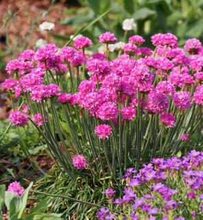 armeria-maritima armeria maritima