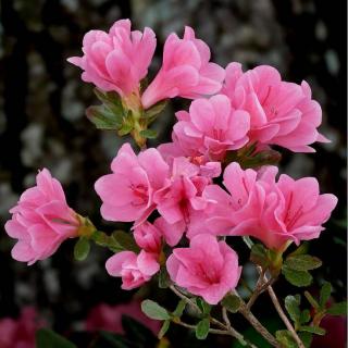 azalea-japonica azalea japonica - azalee exterieur