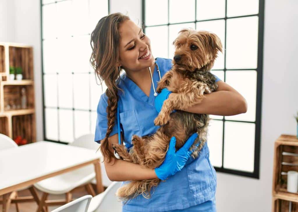 Chien castré chez le vétérinaire