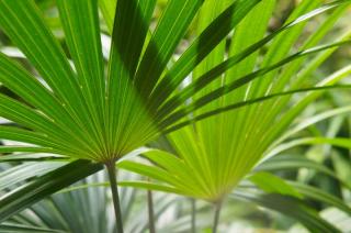 feuille-de-chamaerops-humilis feuille de chamaerops humilis