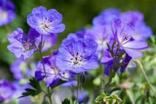 geranium-rozanne geranium rozanne plantation