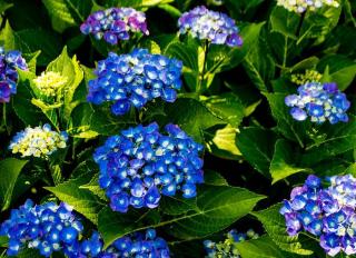 hydrangea-bleu hydrangea bleu