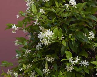 jasmin-des-indes jasmin des indes