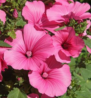 lavatere lavatera Lavatère, lavatera, en fleurs