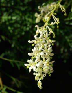 lomatia-tinctoria lomatia tinctoria