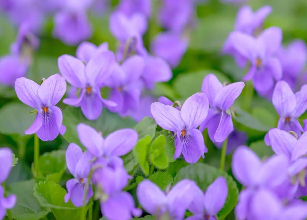 violette - Viola odorata