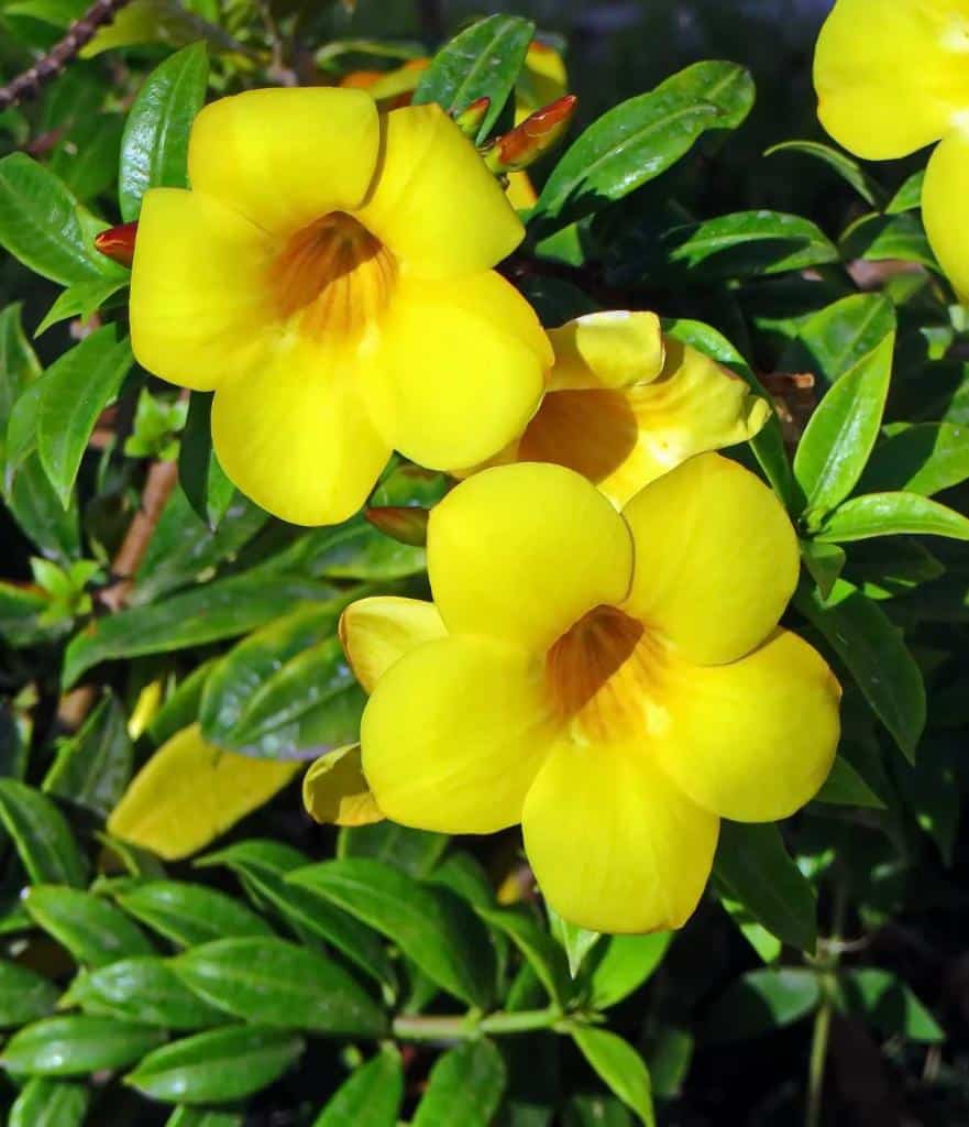 Allamanda-jaune - Allamanda : la Trompette d'Or