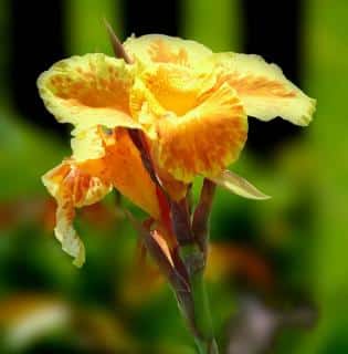 Canna Canna
