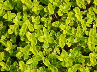 Feuilles-de-thym-citron-comestible Feuilles de thym citron comestibles