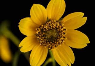 bidens bidons cernua