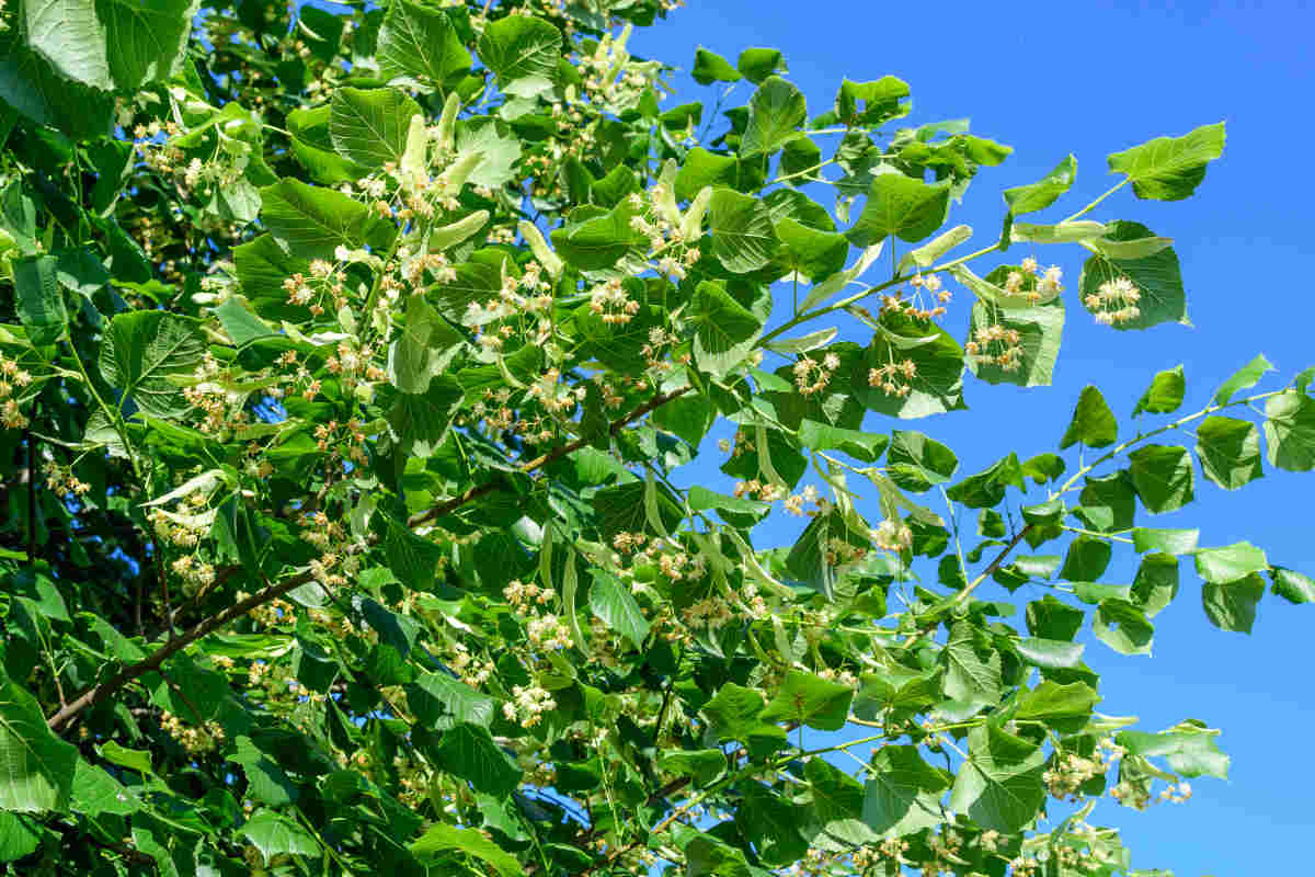 tilleul-culture-bienfaits Récolte des fleurs de tilleul pour infusion